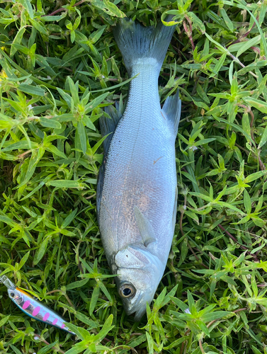 浜名湖