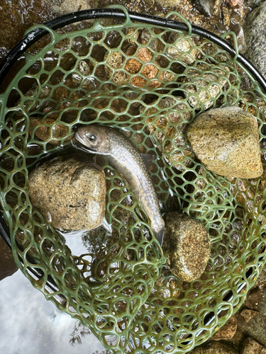 イワナの釣果