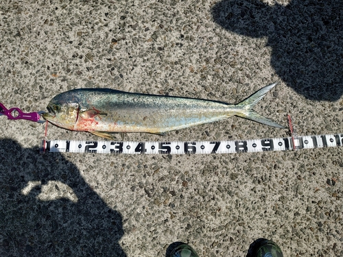 シイラの釣果