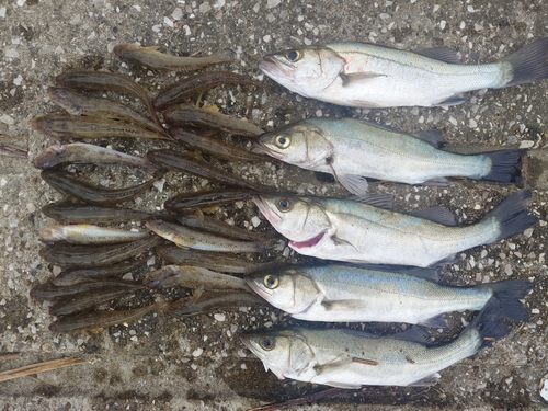 ハゼの釣果