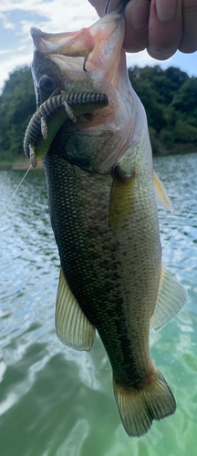 ラージマウスバスの釣果