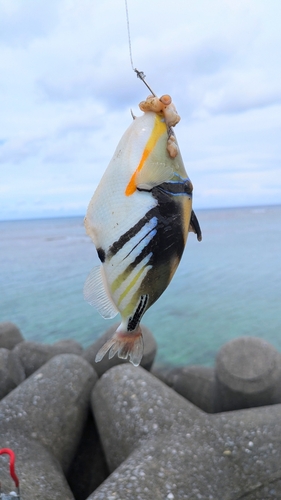 ムラサメモンガラの釣果