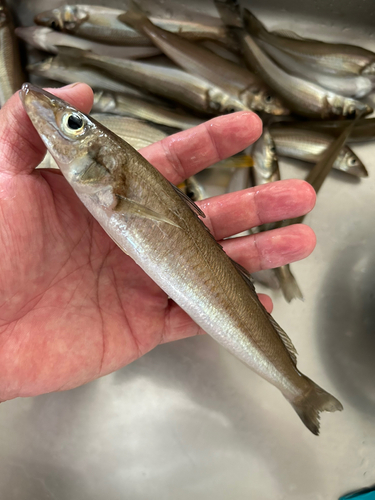 キスの釣果