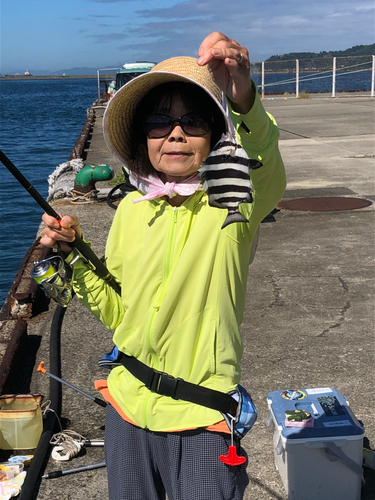 イシダイの釣果