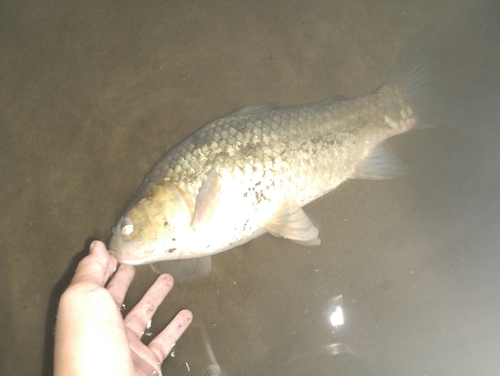 ギンブナの釣果