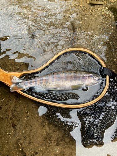 ヤマメの釣果