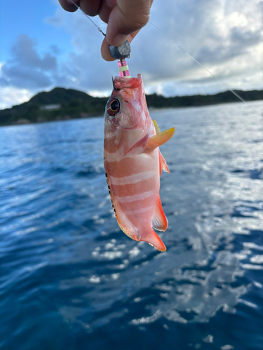 アカハタの釣果