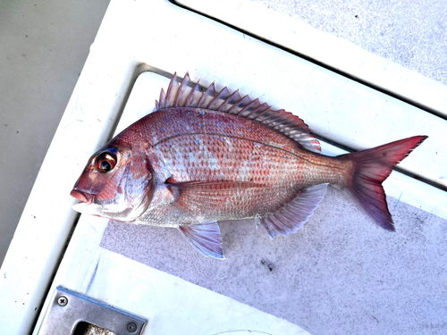 マダイの釣果