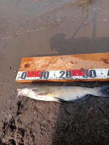 アメリカナマズの釣果