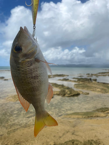 イソフエフキの釣果