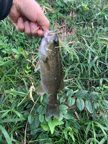 スモールマウスバスの釣果