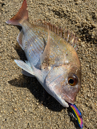 タイの釣果