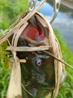 ナマズの釣果