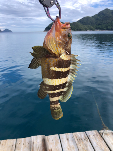 アオハタの釣果