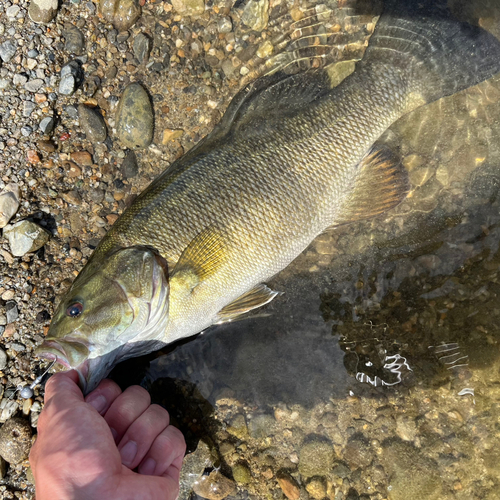 スモールマウスバスの釣果