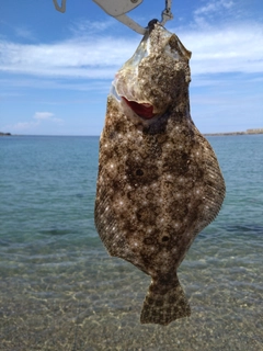 ヒラメの釣果