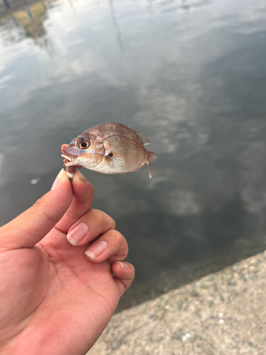 チャリコの釣果