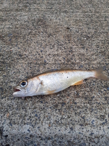 ムツの釣果