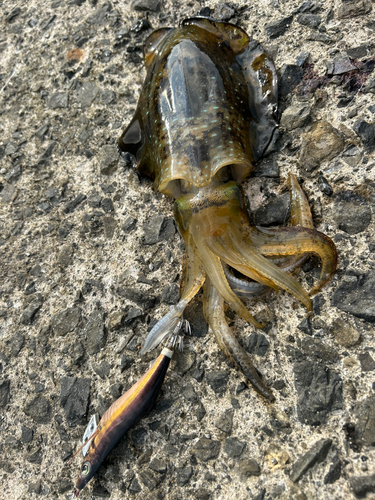 アオリイカの釣果