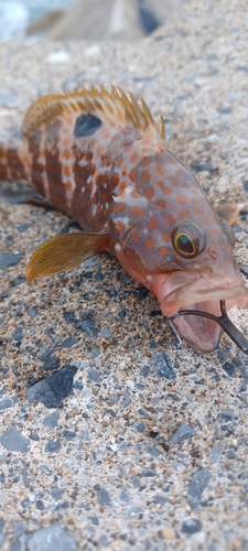 キジハタの釣果