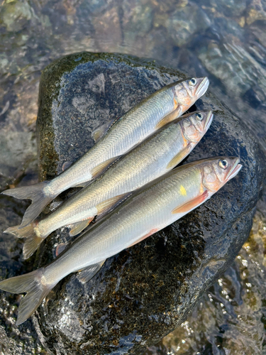 アユの釣果