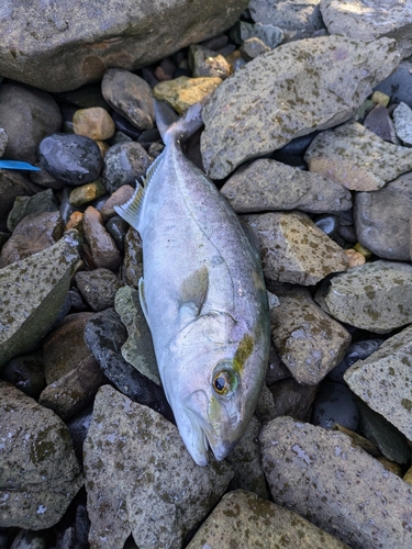 ネリゴの釣果