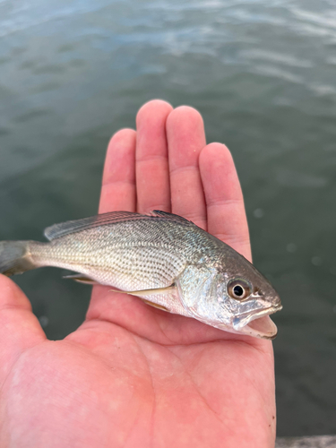 ニベの釣果