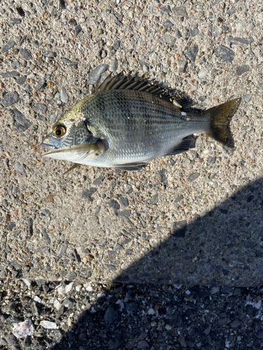 クロダイの釣果