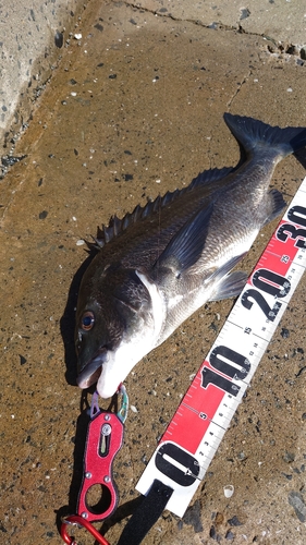 クロダイの釣果