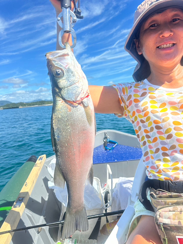 セイゴ（ヒラスズキ）の釣果