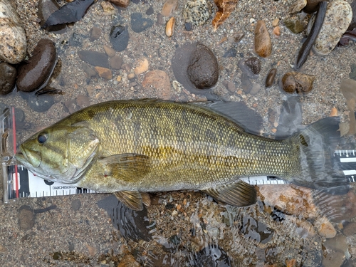 スモールマウスバスの釣果