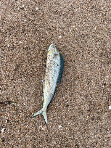 新舞子海岸（いわき）