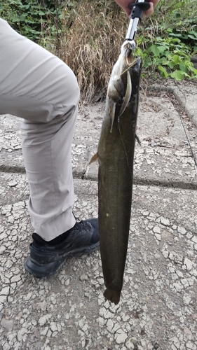 ナマズの釣果