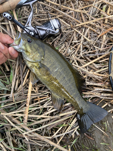 スモールマウスバスの釣果