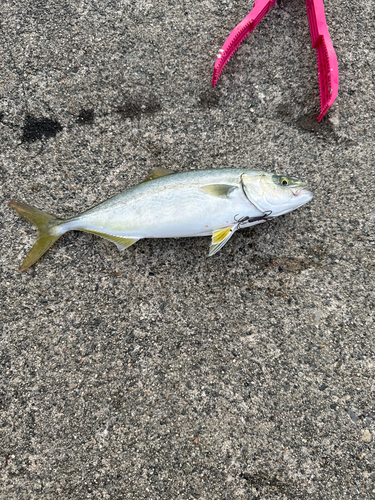 ツバイソの釣果