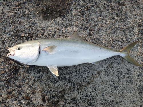 ヤズの釣果