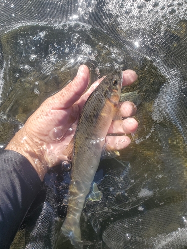 アユの釣果