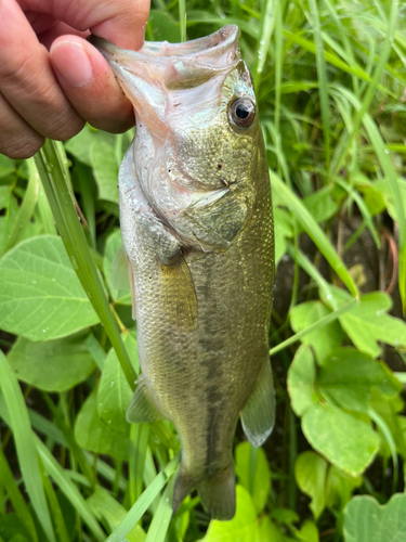 釣果