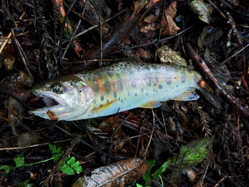 ヤマメの釣果