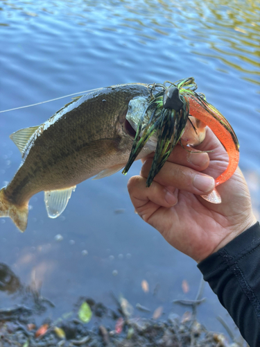 ブラックバスの釣果