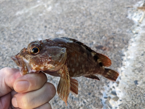 カサゴの釣果