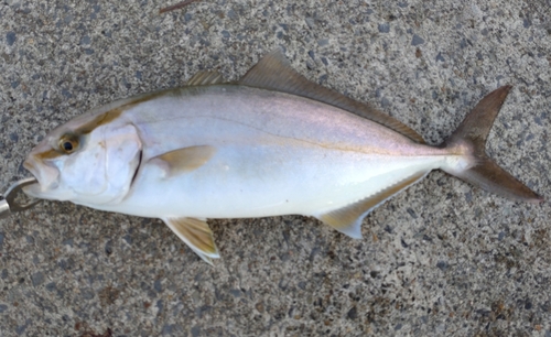 ショゴの釣果