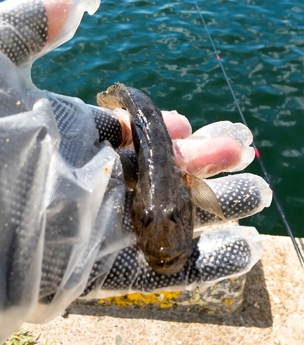 ハゼの釣果