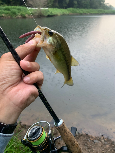 ラージマウスバスの釣果