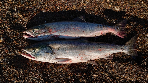 シロザケの釣果