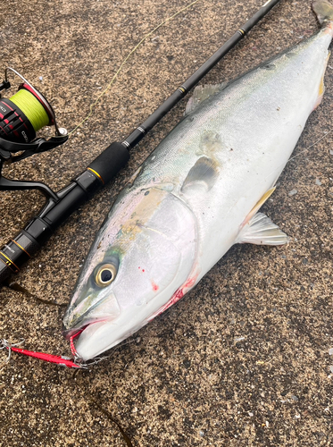 メジロの釣果