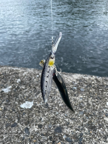 イワシの釣果