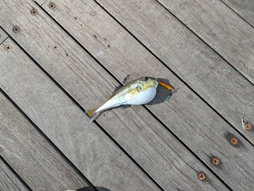 シロサバフグの釣果