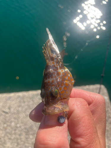 オオモンハタの釣果