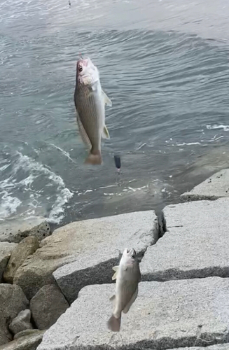 イシモチの釣果